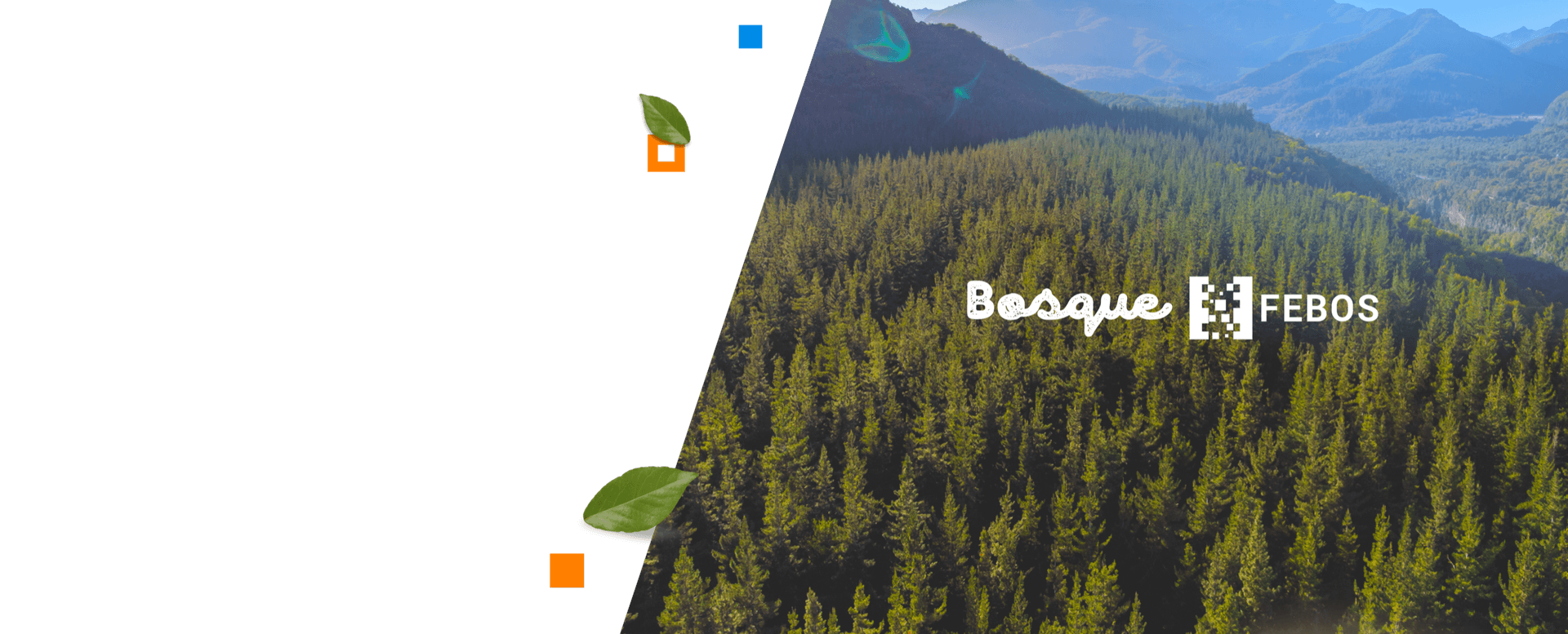 Febos x Fundación Reforestemos - Bosque nativo Chile