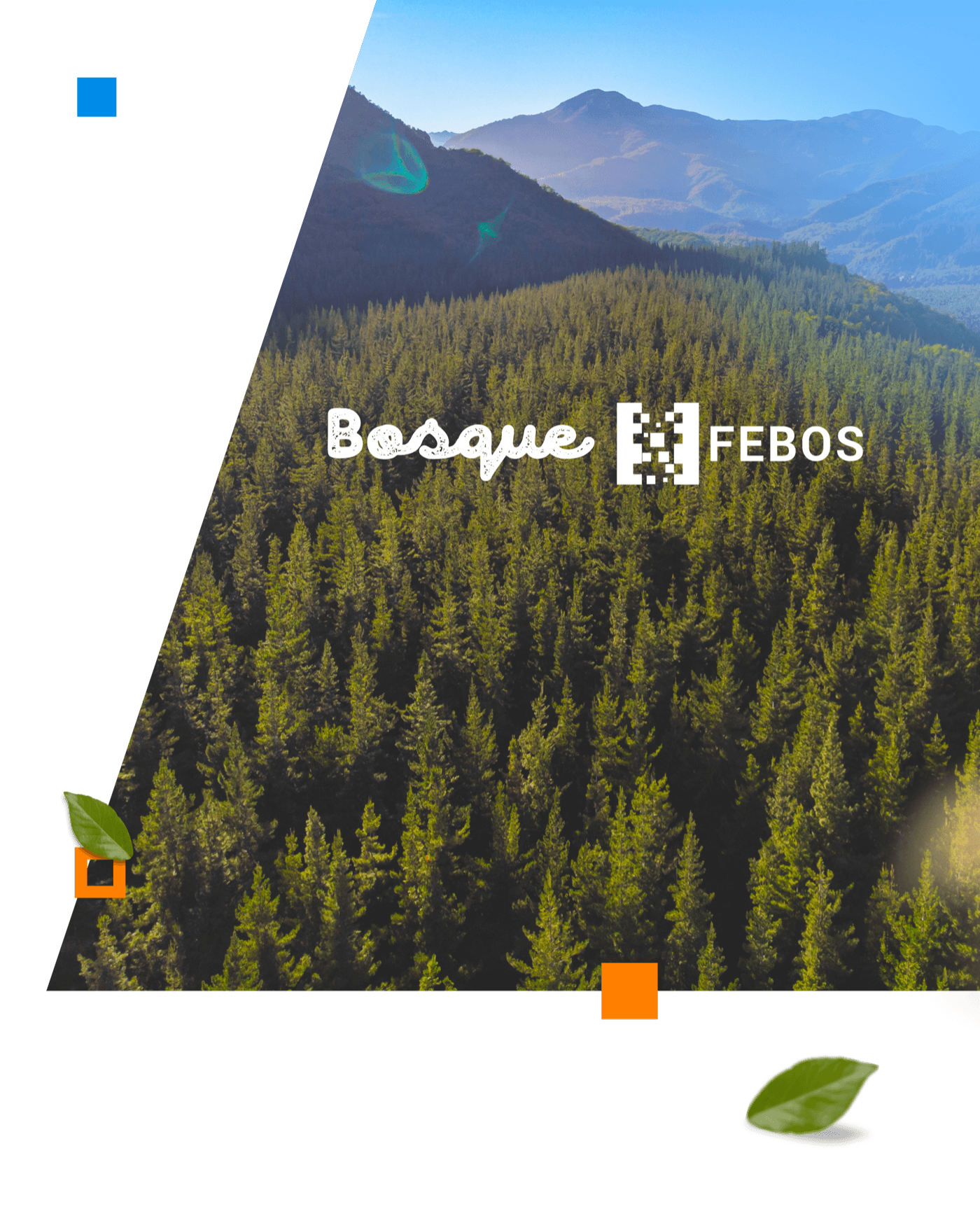Febos x Fundación Reforestemos - Bosque nativo Chile